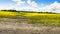 Field of blooming canola field