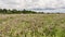 A field with a blooming clover, on the horizon a piece of forest and clouds, summer dull windy day