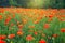 Field of blooming colorful poppies in the light of sunrise