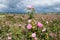 Field of blooming crimean pink Damask roses, rose bush closeup