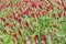 A field of blooming crimson clover