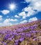 Field of blooming crocus