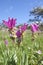 Field of Blooming curcuma