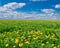 Field with blooming dandelions on a sunny day.