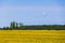 Field with blooming dandelions under blue sky on a sunny day