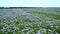 Field of blooming flax against the blue sky, blue flax flowers