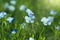 A field with  blooming flax flowers Linum perenne. Beautiful nature  background