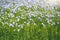 A field with  blooming flax flowers Linum perenne. Beautiful nature summer background