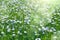 A field with  blooming flax flowers Linum perenne. Beautiful nature summer background