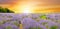 A field with blooming lavender and a bright sunrise. Agricultural plantations. Wide photo