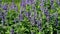 Field of blooming Lavenders with a swarm of bees collecting nectar