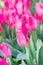 Field of blooming multicolored tulips, spring flowers in the garden