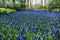 A field with blooming muscari in the garden Keukenhof in spring.