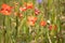 Field of blooming papaver rhoeas