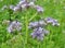 The field is blooming phacelia