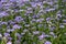 The field is blooming phacelia - a special honey plant for bees