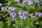 The field is blooming phacelia - a special honey plant for bees