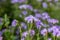 The field is blooming phacelia - a special honey plant for bees