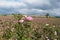 Field of blooming pink damask roses at Bakhchisaray, Crimea