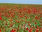 Field of blooming poppies