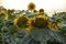 Field of Blooming sunflower crop ready for harvest on white background