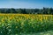 Field of blooming sunflowers