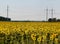 Field with blooming sunflowers.