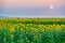 Field of blooming sunflowers