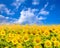 Field of blooming sunflowers on a background blue sky
