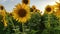 Field of blooming sunflowers on a background sunset