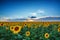 Field of blooming sunflowers on a background sunset