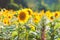 Field of blooming sunflowers on a background sunset, sunflower f