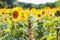 Field of blooming sunflowers on a background sunset, sunflower f