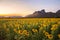 Field of blooming sunflowers on a background sunset or twilight time