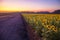 Field of blooming sunflowers on a background sunset or twilight time