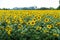 Field of blooming sunflowers. Beautiful view of the agricultural farm field