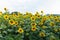 Field of blooming sunflowers. Beautiful view of the agricultural farm field