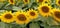 Field of blooming sunflowers. Beautiful yellow large flowers with a dark middle. Sunflower seeds. Agricultural concept