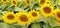 Field of blooming sunflowers. Beautiful yellow large flowers with a dark middle. Sunflower seeds. Agricultural concept. Large