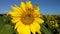 A field of blooming sunflowers on a clear summer day