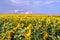 Field with blooming sunflowers, cloudy sky in horizon, Ukraine