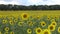 A field with blooming sunflowers. The common sunflower Helianthus annuus.