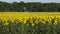 A field with blooming sunflowers. The common sunflower Helianthus annuus.