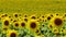 A field with blooming sunflowers. The common sunflower Helianthus annuus