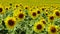 A field with blooming sunflowers. The common sunflower Helianthus annuus.