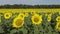 A field with blooming sunflowers. The common sunflower Helianthus annuus. Bolgradsky district