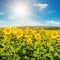 Field with blooming sunflowers and sun on cloudy sky.