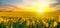 Field of blooming sunflowers and sunrise. Wide photo