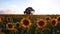 Field of blooming sunflowers and tree on a background sunset