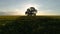 Field of blooming sunflowers and tree on a background sunset